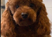 Toy poodles