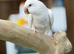 Quaker parrot