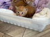 Ginger kittens