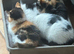 Beautiful Kittens