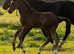 Well bred colt foal