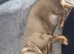 Beautiful miniature dachshund