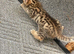 Savannah X kittens
