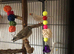 ZEBRA FINCH MALE