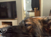 German shepherd x Malinois