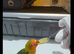 Hand Tame Lovebird various Mutations & Colors