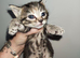 5 Kittens for sale male and female