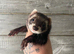 Few 1 year old ferrets and kits Jill’s & Hobs