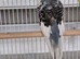 exhibition budgie
