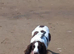 Ruby the springer spaniel