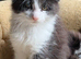 Beautiful Maine Coon Kittens