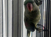 BABY ALEXANDRINE PARROTS