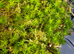 Fresh Green Moss Available &pound;25 including Delivery