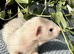 Silver female ferret kits