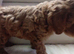 Adorable Maltidoodle Red Puppies