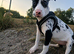 Female staffie cross for rehome