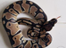 Royal python babies available between &pound;30