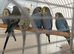 Baby Budgies 2 for &pound;50