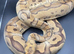 Fire Clown Ball Python Proven Breeder