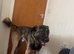 Belgian mali x caucasian Shepherd