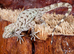 Cyrtopodion scabrum, rough-tailed gecko