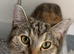 Kittens for sale
