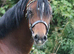 Stunning bay colt