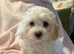 Last Girl Remaing - Beautiful Shihpoochon Puppy