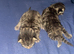 2 male kittens