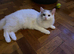 Stunning Ragdoll Male for Sale
