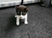 Kittens looking for loving homes.