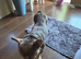 French Bulldog 2yr old male.