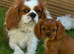 Kings Charles cavalier spaniel