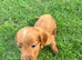 Beautiful cockerpoo puppies ready for there forever homes