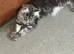 TICA reg Maine coon girl