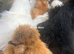 Silkie POL hens 18-20 weeks old
