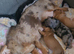 4 Miniature dachshund puppies