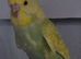 Young pair of budgies