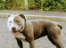 American Bully Classic