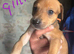 Saluki bull greyhound (lurcher) puppy&rsquo;s
