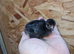 Chicks available