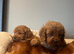Cavapoo