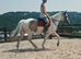 15.3hh 4 year old Welsh X Cob