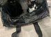 Cute Sister cats must go together