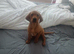Labrador for sale