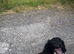 Beautiful black cocker spaniel girl