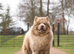 Lilac Merle chow chow boy carry tan kykb