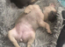 Beautiful French bulldog female