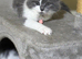 4 Beautiful Scottish Fold Kittens