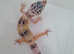 Leopard gecko juvenile